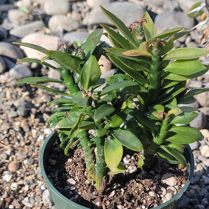 Pedilanthus Tithymaloide 'Columna vertebral del diablo' Var.