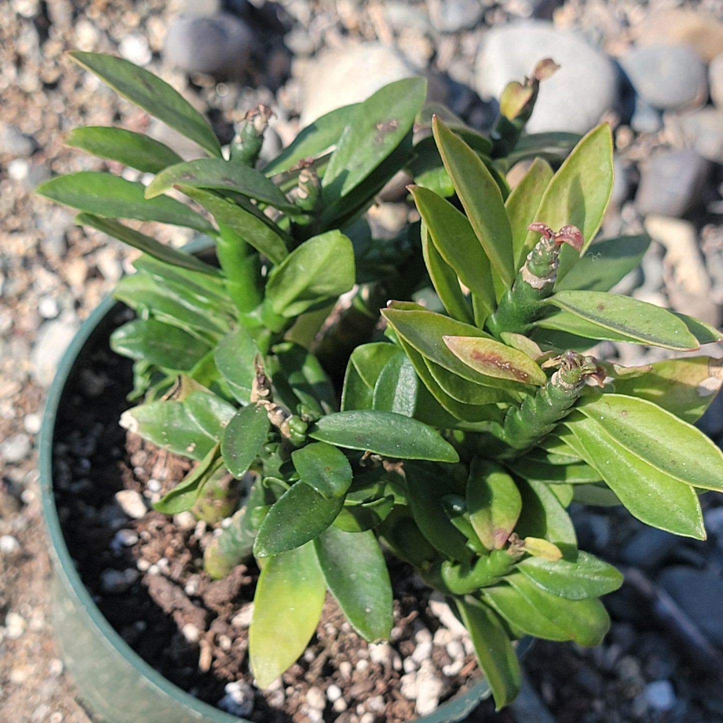 Pedilanthus Tithymaloide 'Columna vertebral del diablo' Var.