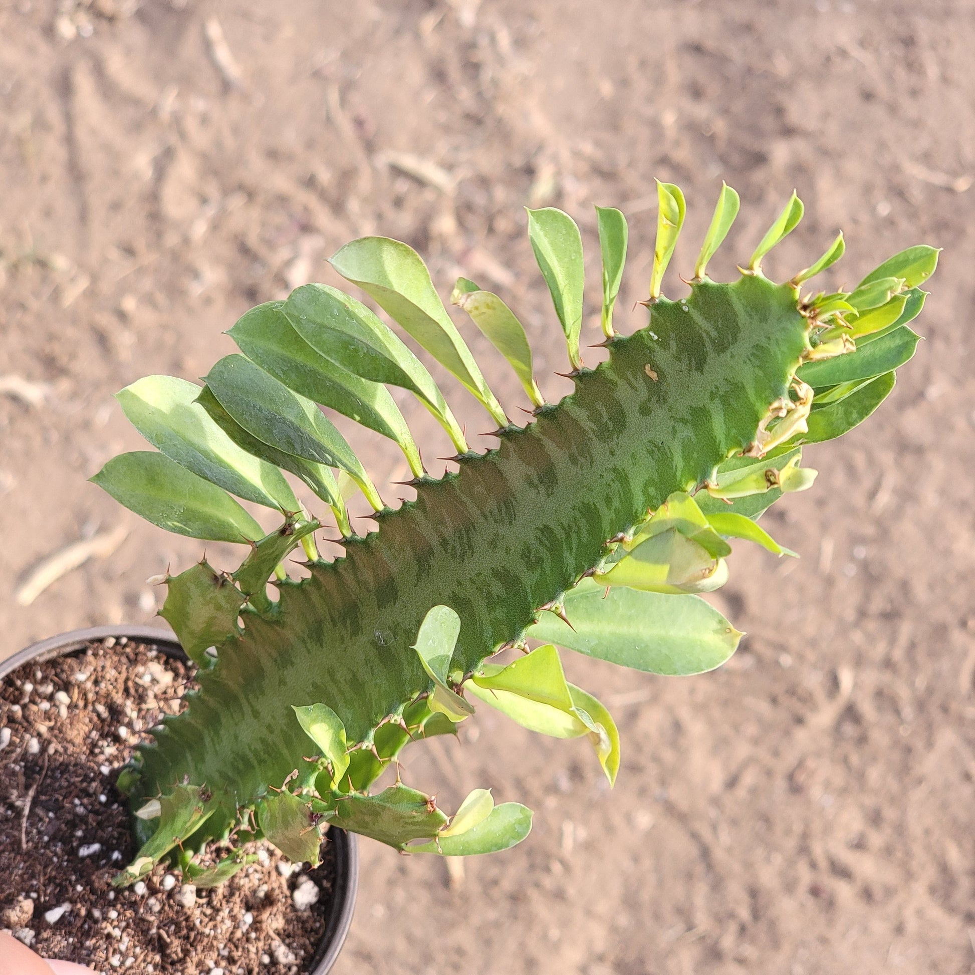 Euphorbia trigona 'African Milk Tree' - 4 Inch Asst Green - Cactus - DesertScapeSucculent