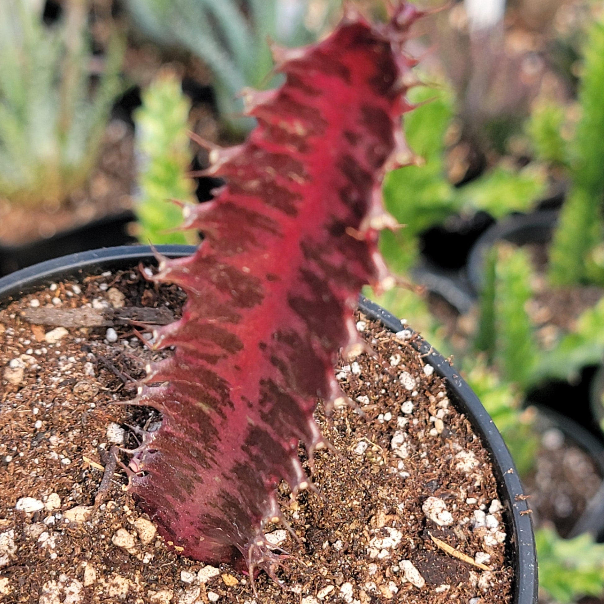 DesertScapeSucculent Succulent 4" Asst Rubra Euphorbia trigona