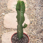 Euphorbia trigona 'African Milk Tree' - 6 Inch Asst Green - Cactus - DesertScapeSucculent