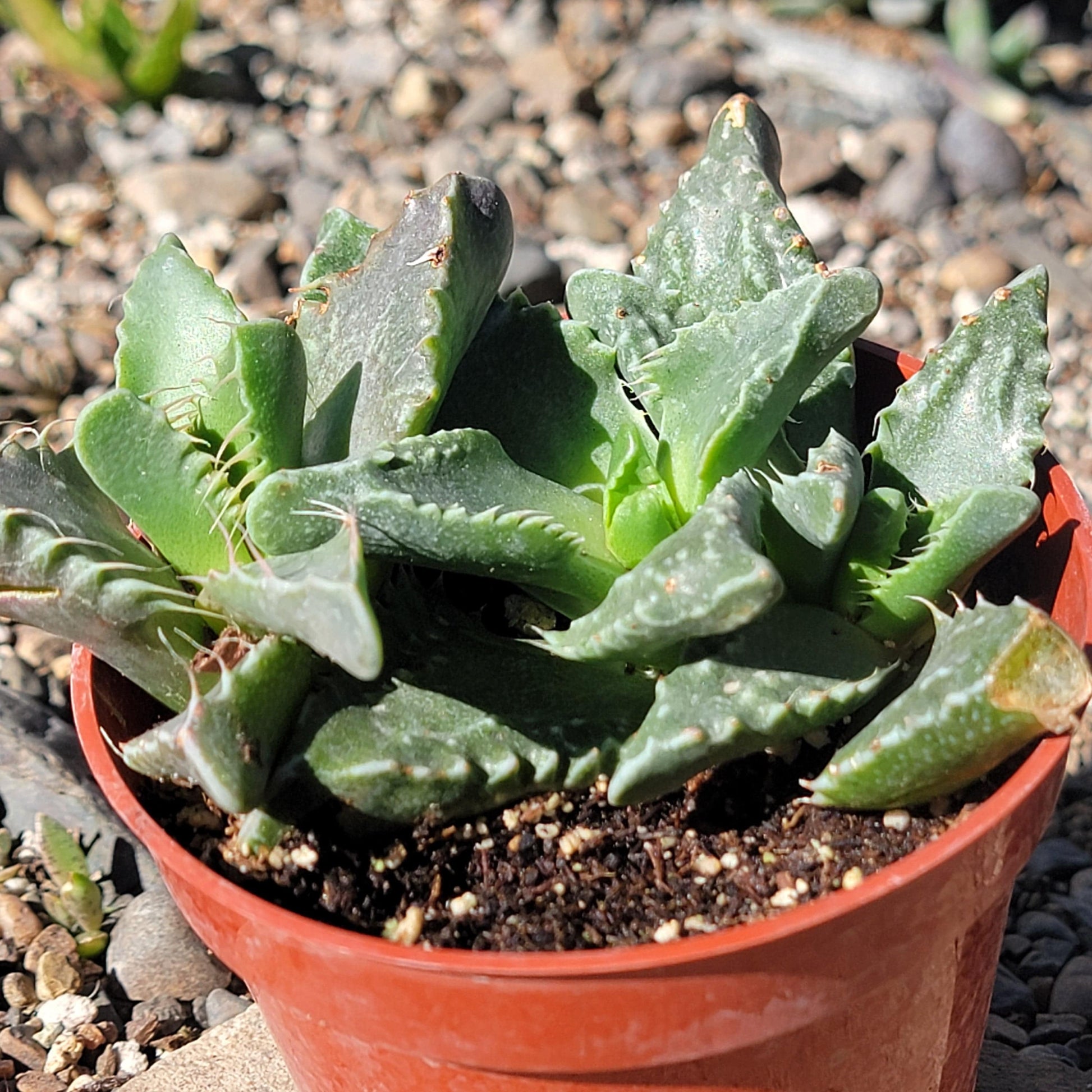 faucaria succulent Faucaria Tigrina 'Tiger Jaws'
