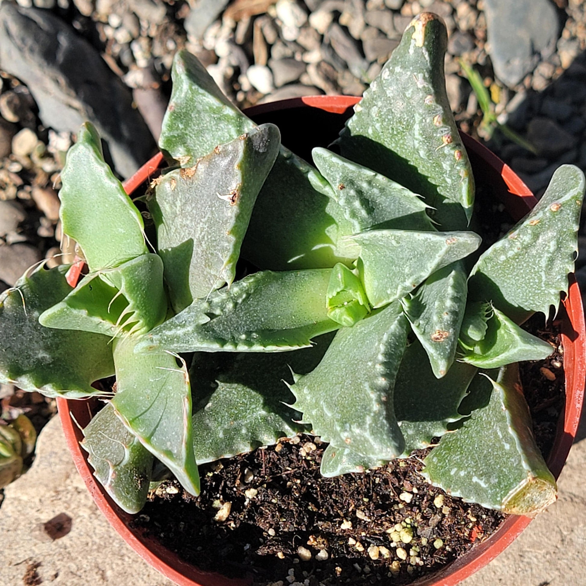 tiger jaws succulent dying Faucaria Tigrina 'Tiger Jaws' – DesertScapeSucculent