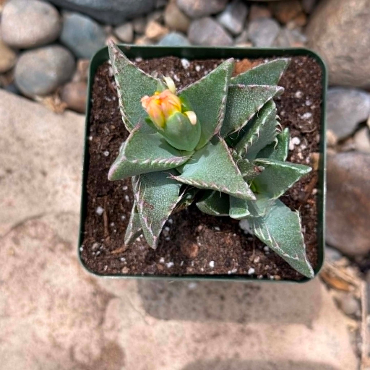 DesertScapeSucculent Succulent 4 Inch Faucaria Tigrina 'Tiger Jaws'