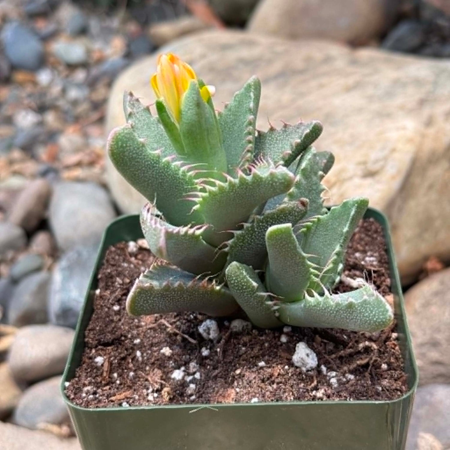DesertScapeSucculent Succulent 4 Inch Faucaria Tigrina 'Tiger Jaws'