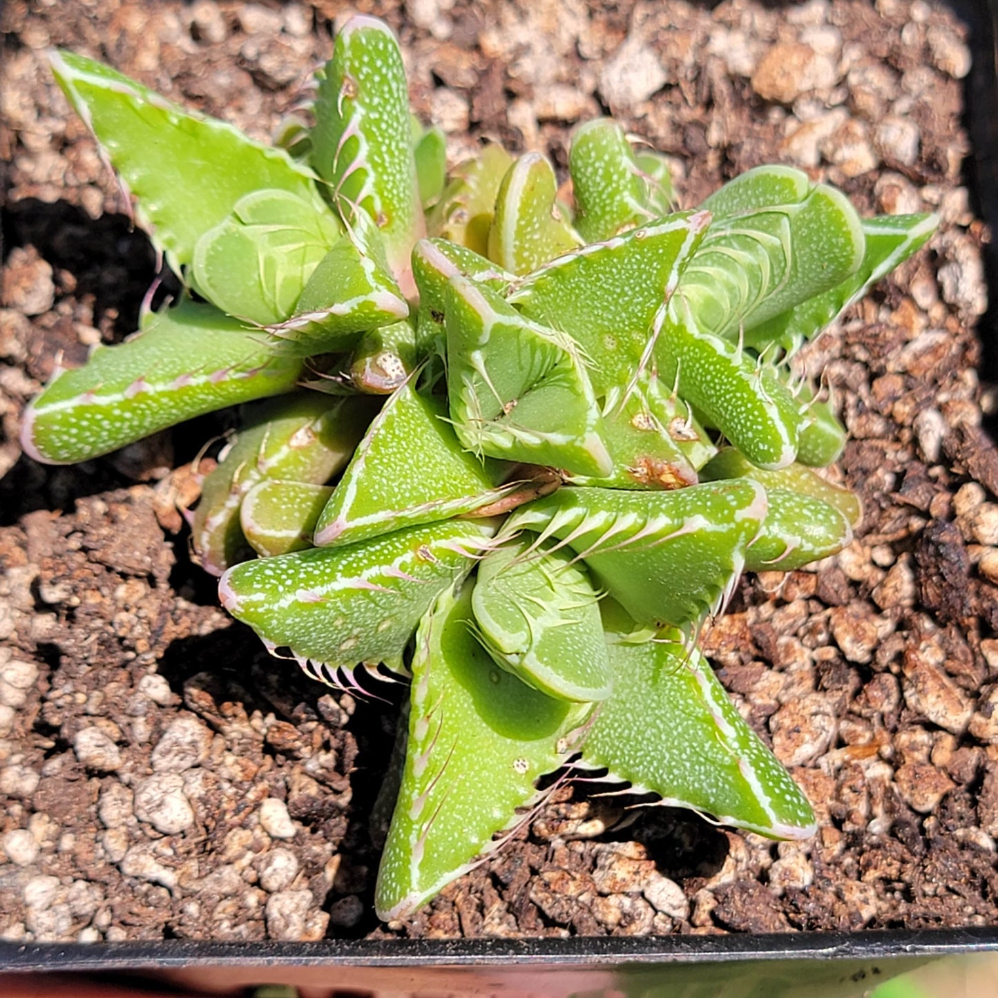 Faucaria tigrina 'mandíbulas de tigre'