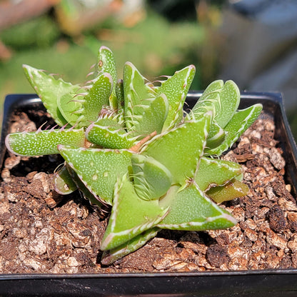 Faucaria tigrina 'mandíbulas de tigre'