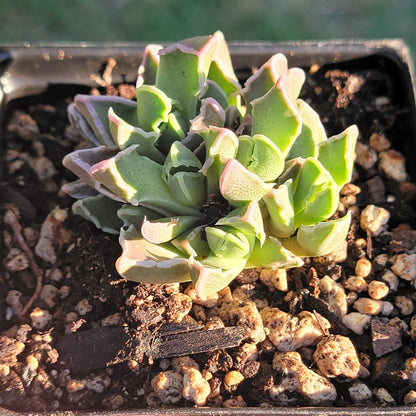 Faucaria Tigrina 'Tiger Jaws' Var.