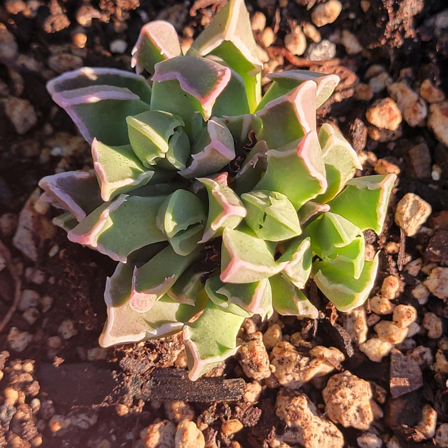 Faucaria Tigrina 'Tiger Jaws' Var.