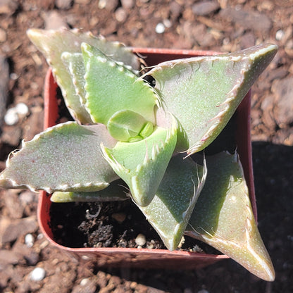 Faucaria Tigrina 'Tiger Jaws' Var.