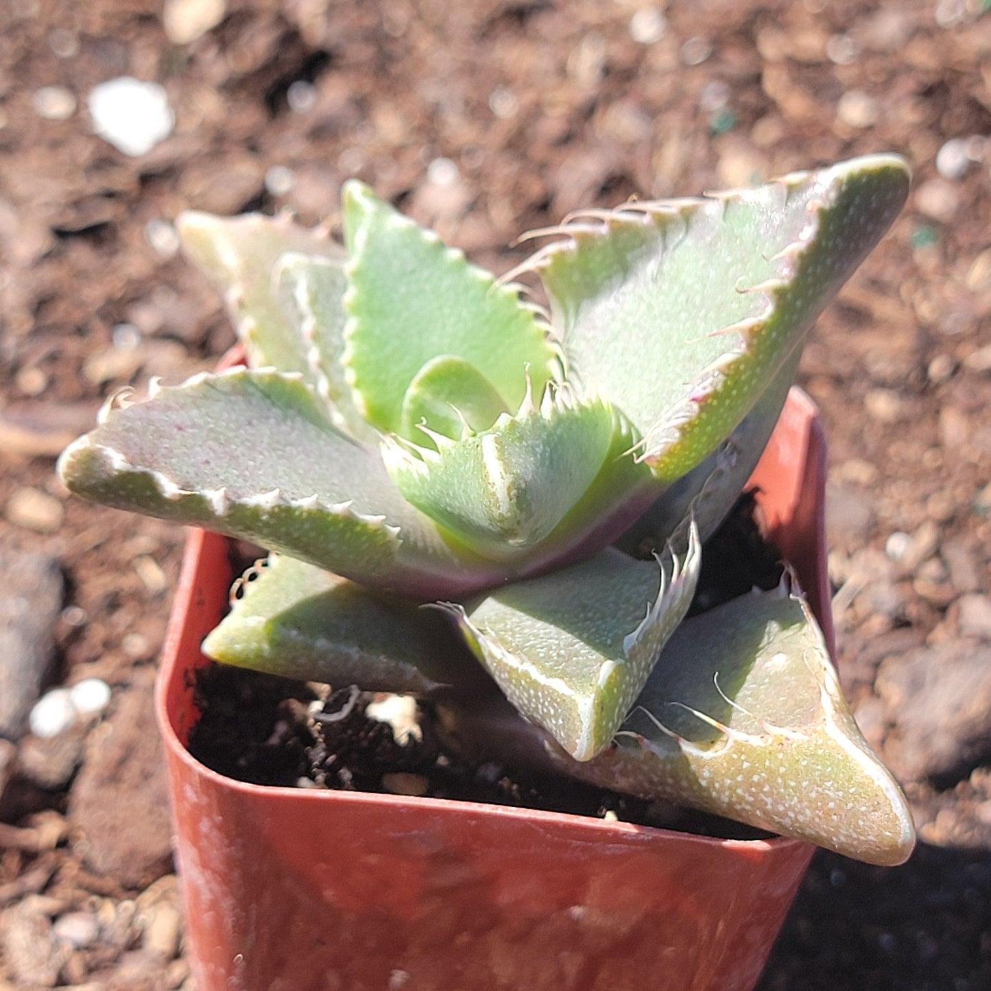 Faucaria Tigrina 'Tiger Jaws' Var.