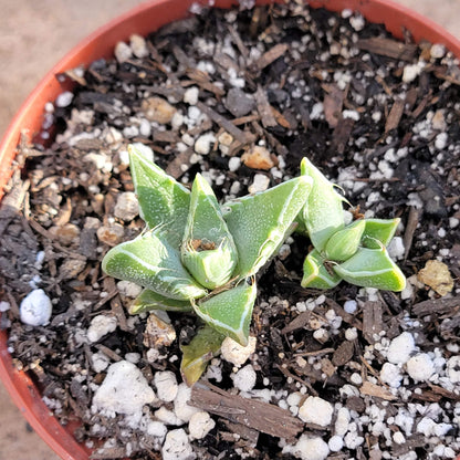 Faucaria Tigrina 'Tiger Jaws' Var.