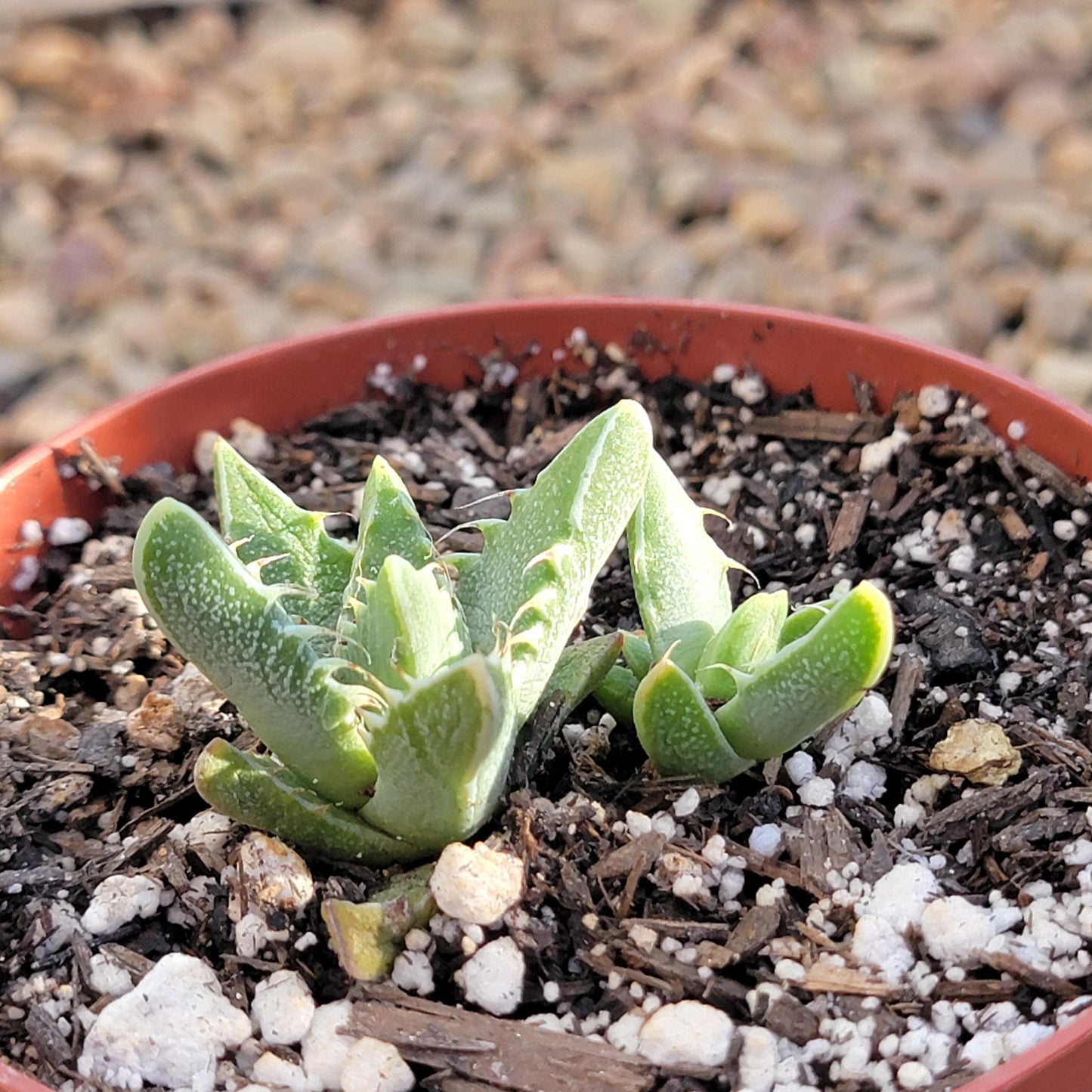 Faucaria Tigrina 'Tiger Jaws' Var.