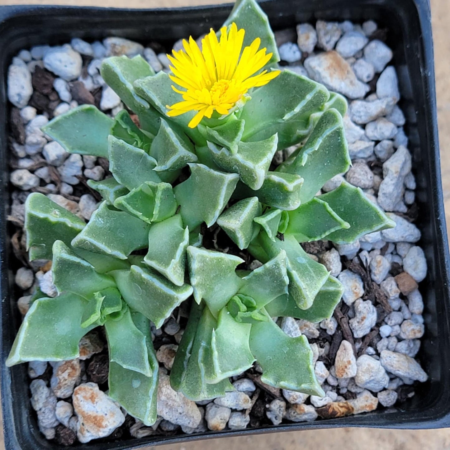 DesertScapeSucculent Succulent Faucaria Tigrina 'Tiger Jaws' Var.