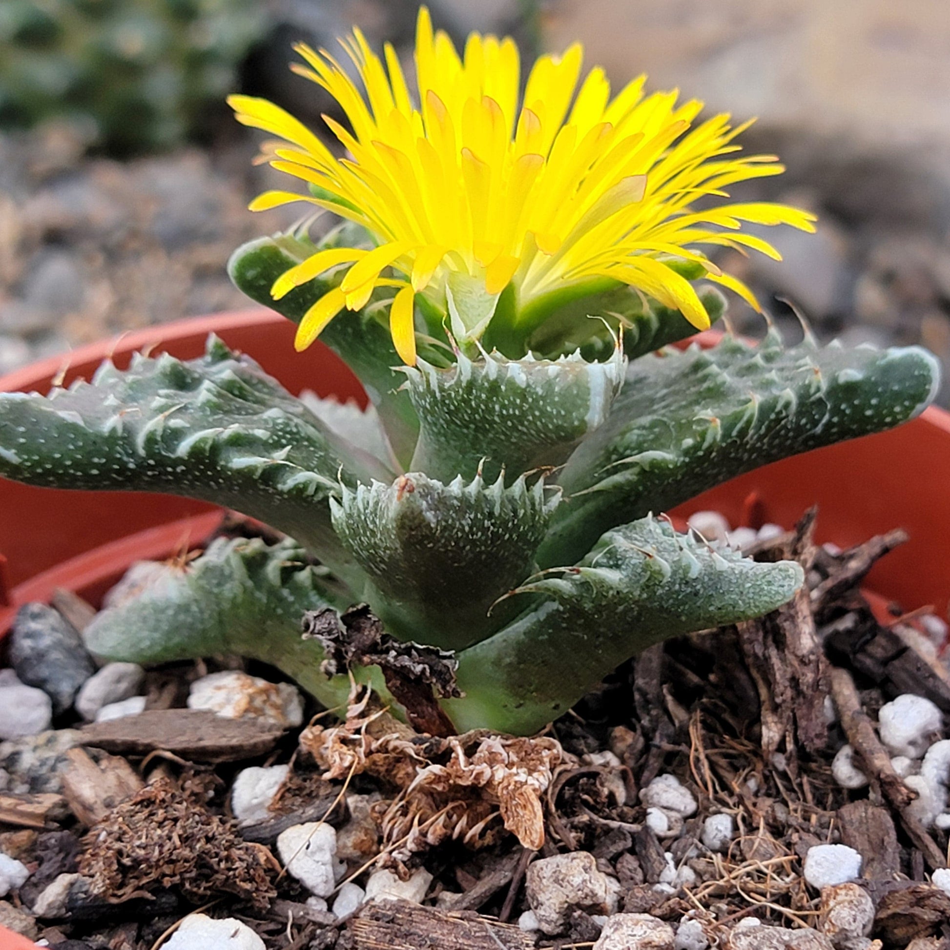 DesertScapeSucculent Succulent 4" Assorted Faucaria Tuberculosa 'Sato'