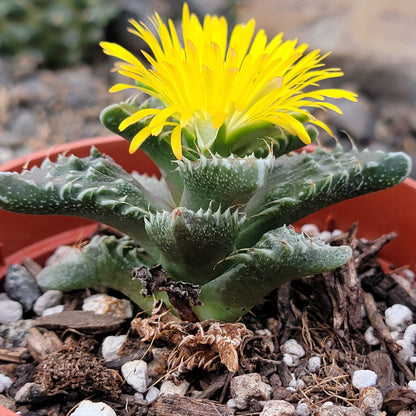 DesertScapeSucculent Succulent 4" Assorted Faucaria Tuberculosa 'Sato'