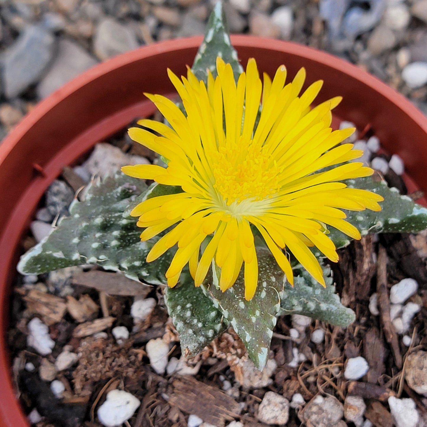 DesertScapeSucculent Succulent 4" Assorted Faucaria Tuberculosa 'Sato'