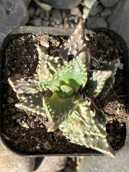 Faucaria Tuberculosa 'Sato'