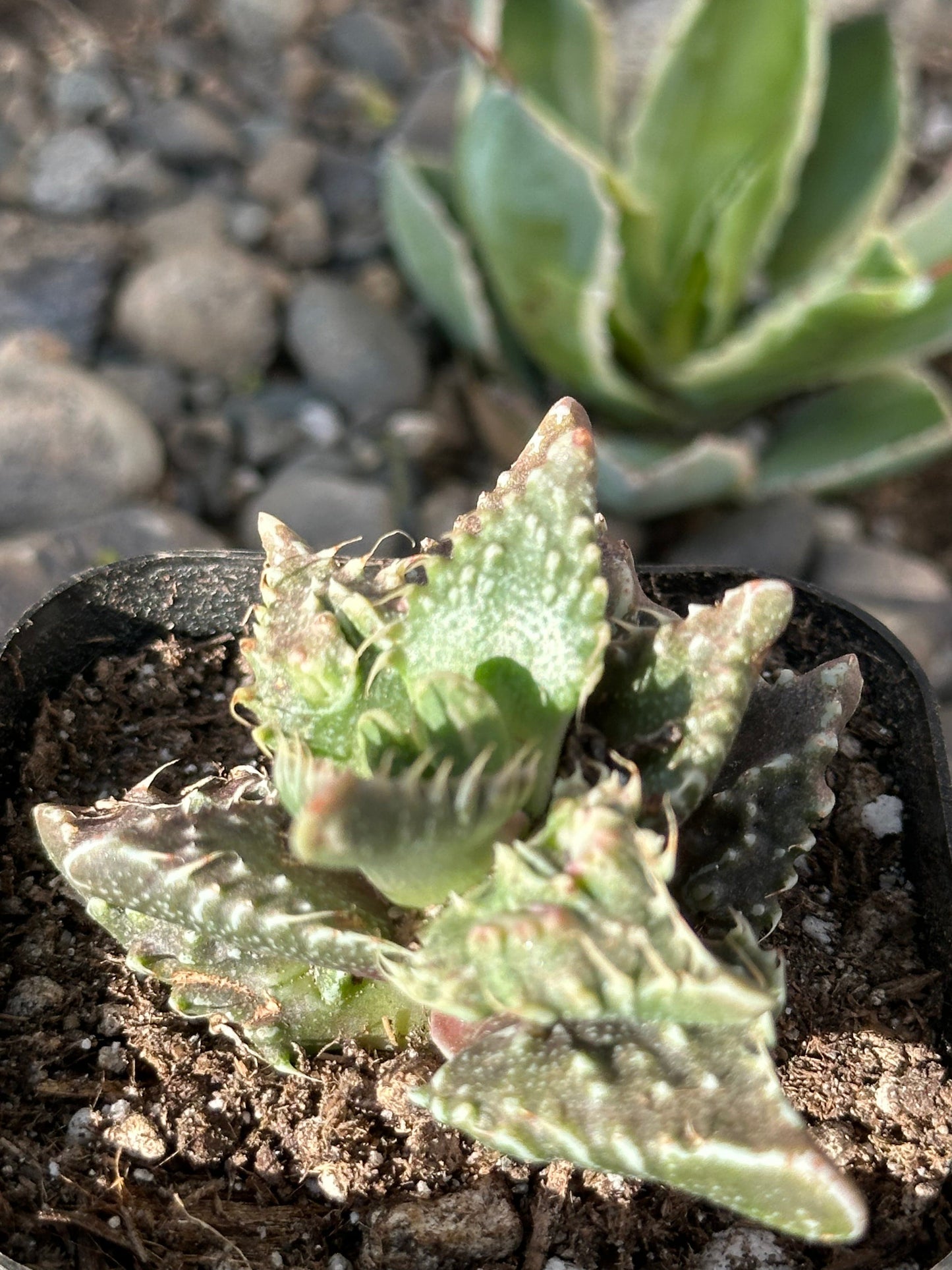 Faucaria Tuberculosa 'Sato'