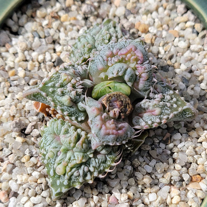 Faucaria Tuberculosa Variegated