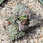 Faucaria Tuberculosa Variegated - 3.5 Inch Var Assorted - Succulent - DesertScapeSucculent