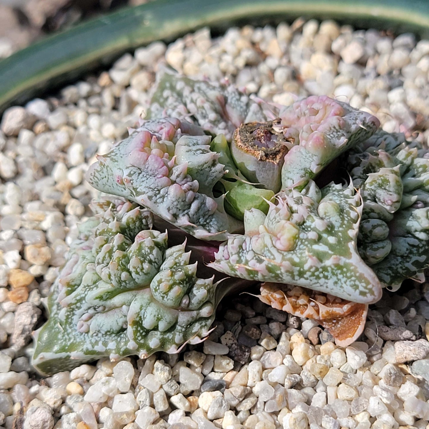 Faucaria Tuberculosa Variegated