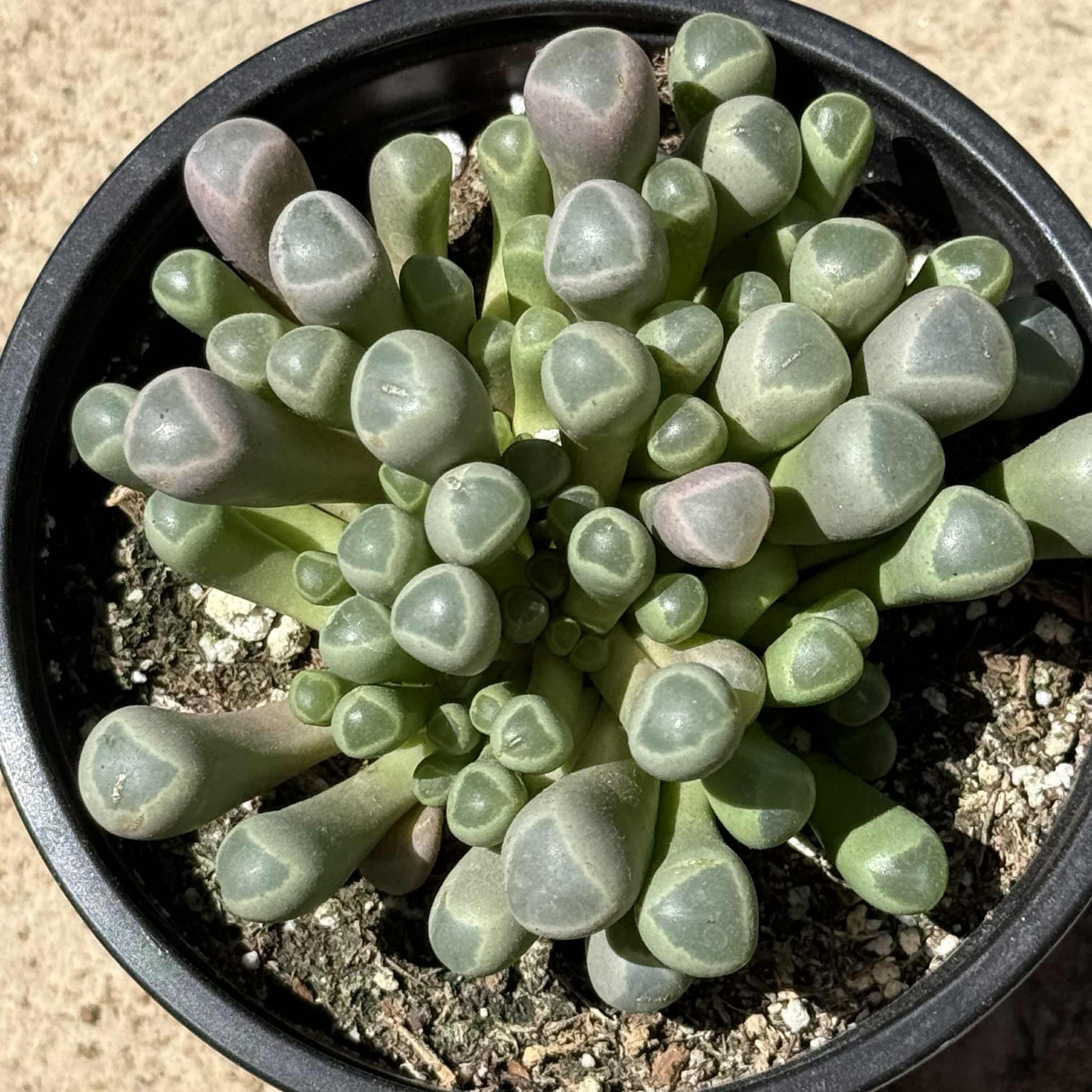 succulent that looks like toes Fenestraria rhopalophylla 'Baby Toes' – DesertScapeSucculent