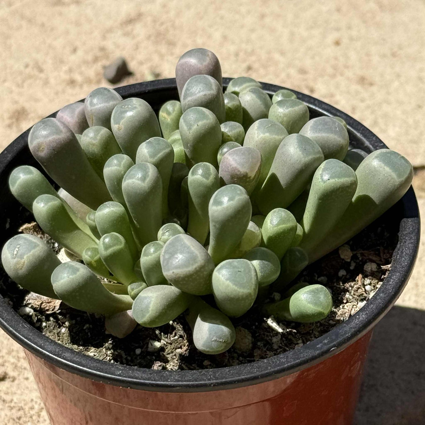 succulent toes Fenestraria rhopalophylla 'Baby Toes' – DesertScapeSucculent