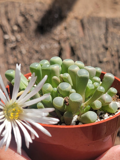 toe succulent Fenestraria rhopalophylla 'Baby Toes' – DesertScapeSucculent