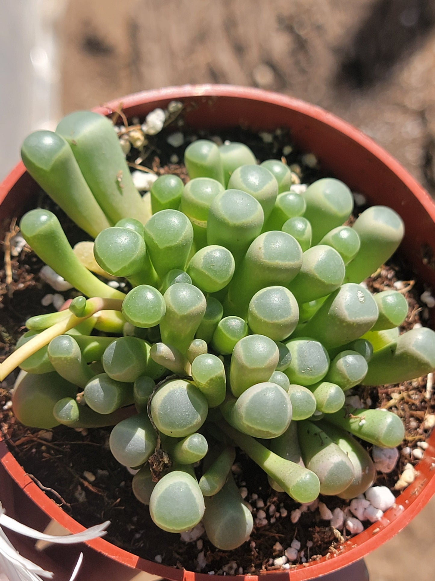 Fenestraria rhopalophylla 'Baby Toes'