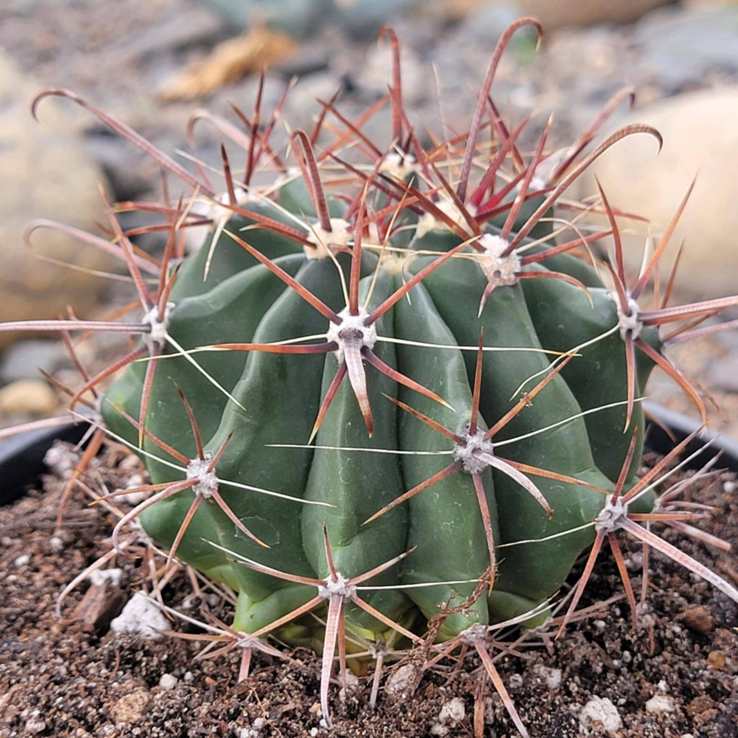 Ferocactus gracilis 'Fire Barrel Cactus'