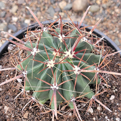 DesertScapeSucculent Succulent Ferocactus gracilis 'Fire Barrel Cactus'