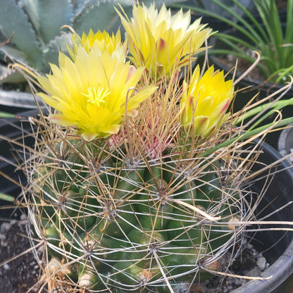 Ferocactus hamatacanthus 'Texas Barrel Cactus'