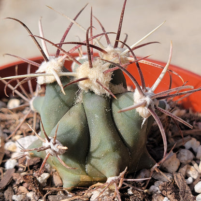 DesertScapeSucculent Succulent 4" Assorted Ferocactus histrix 'Electrode Cactus'