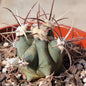 Ferocactus histrix 'Electrode Cactus' - 4 Inch Assorted - Cactus - DesertScapeSucculent