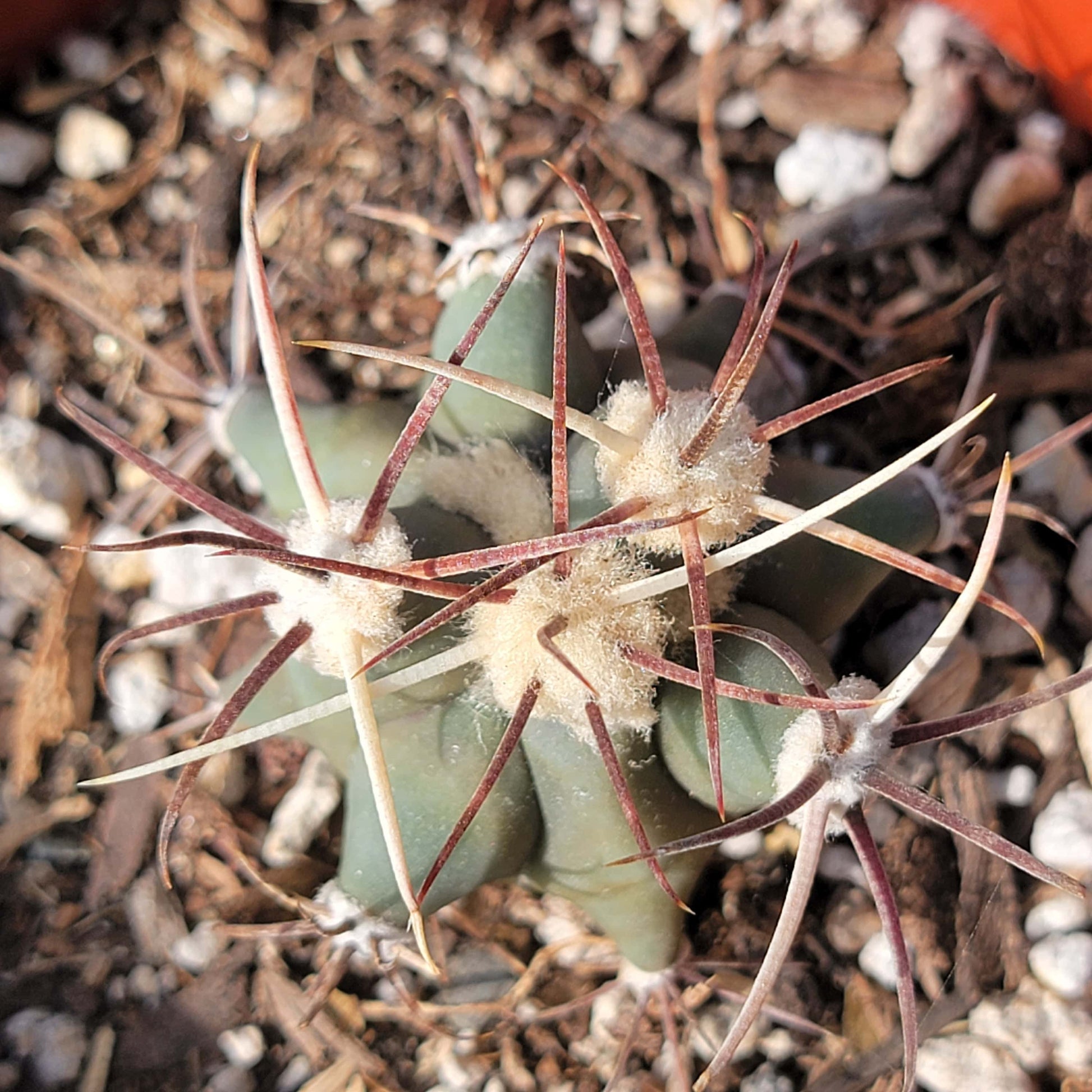 DesertScapeSucculent Succulent 4" Assorted Ferocactus histrix 'Electrode Cactus'