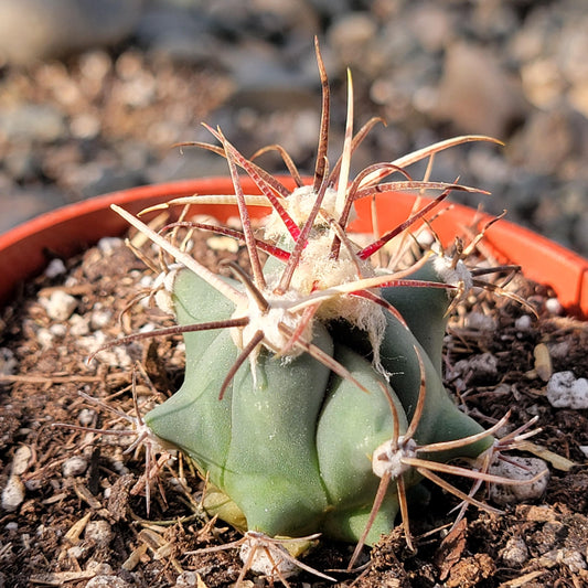 Ferocactus histrix 'Electrode Cactus'