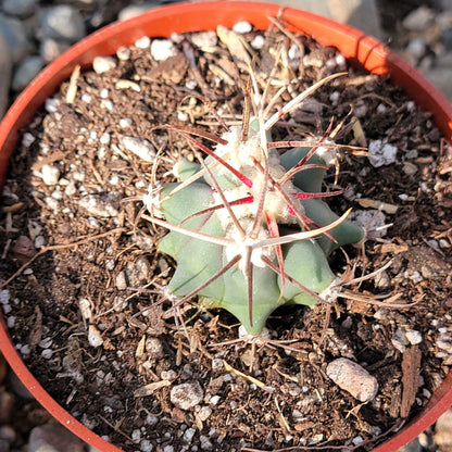 Ferocactus histrix 'Electrode Cactus'