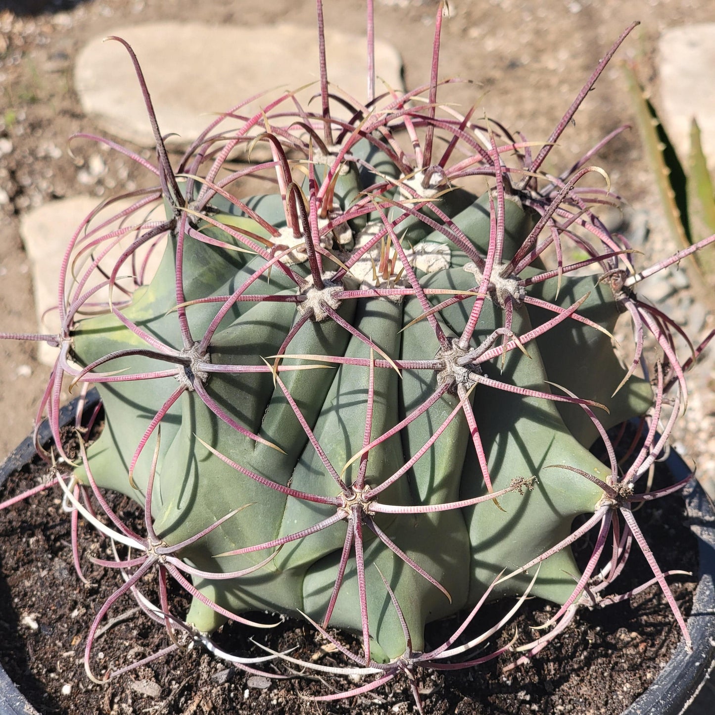 DesertScapeSucculent Succulent 6"/1 gal Ferocactus gracilis 'Fire Barrel Cactus'