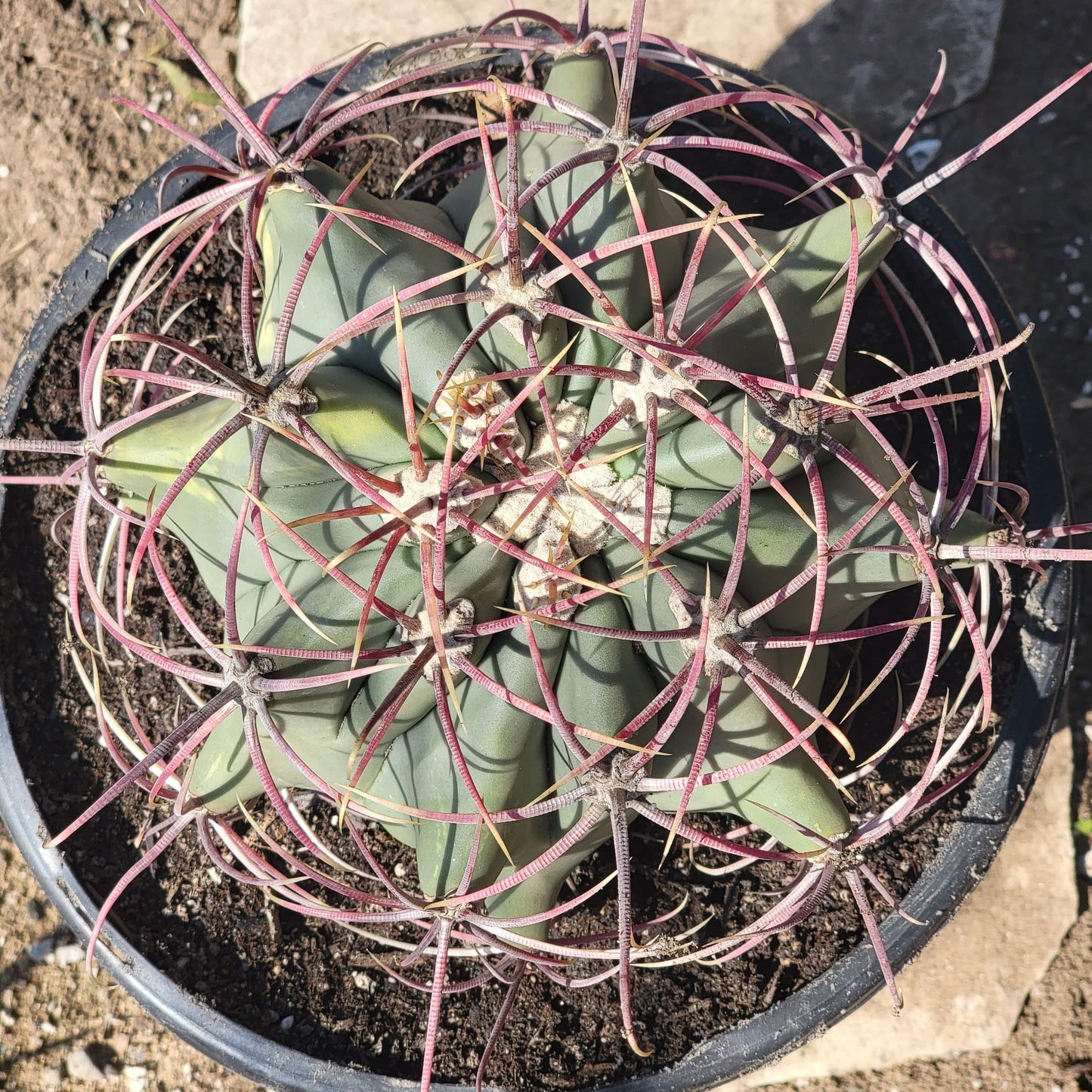 Ferrocactus gracilis 'Fire Barrel Cactus'