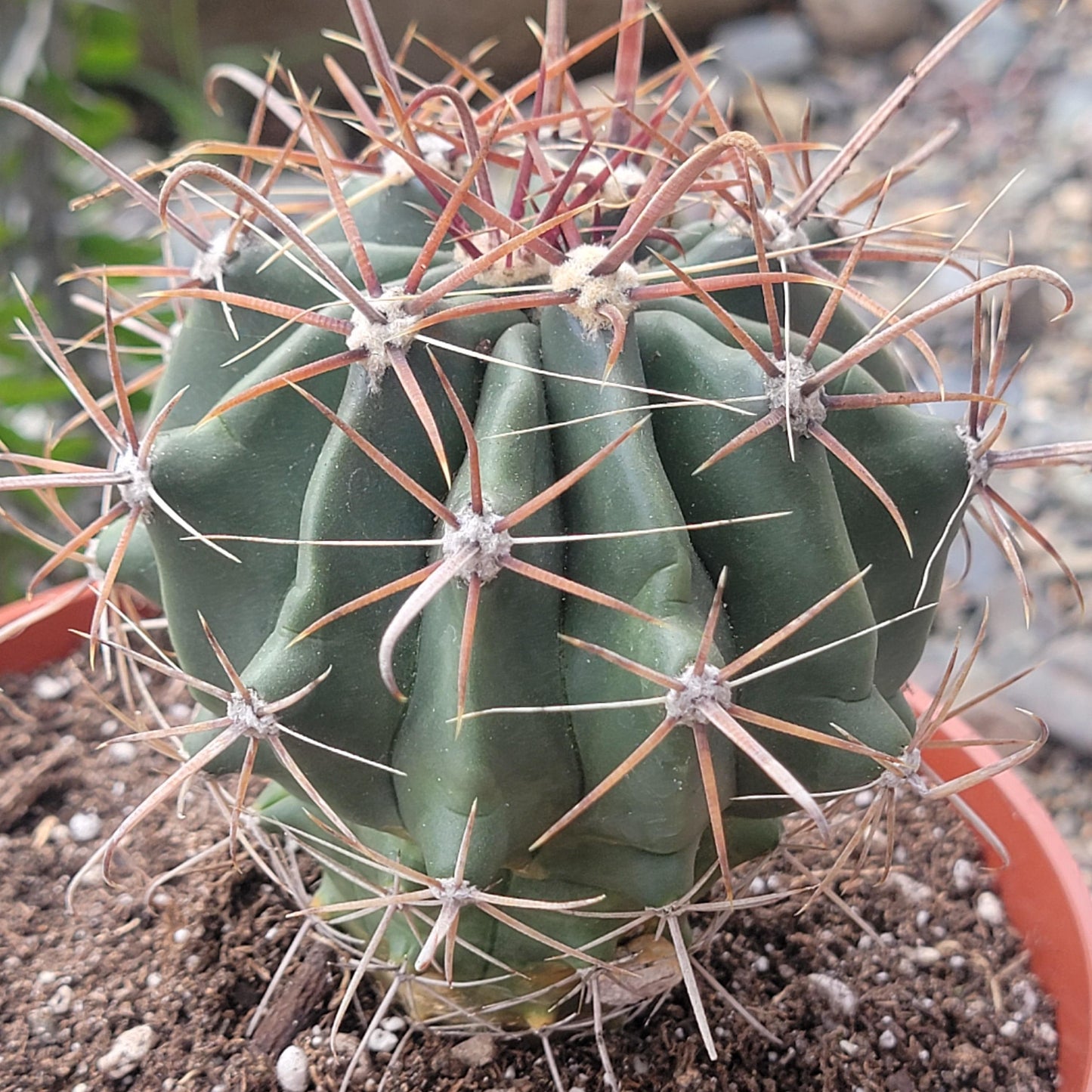 Ferrocactus gracilis 'Fire Barrel Cactus'