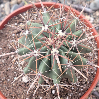 Ferrocactus gracilis 'Fire Barrel Cactus'