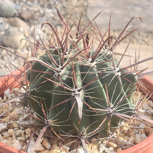 DesertScapeSucculent Succulent 8"/2 gal Assorted Ferocactus gracilis 'Fire Barrel Cactus'