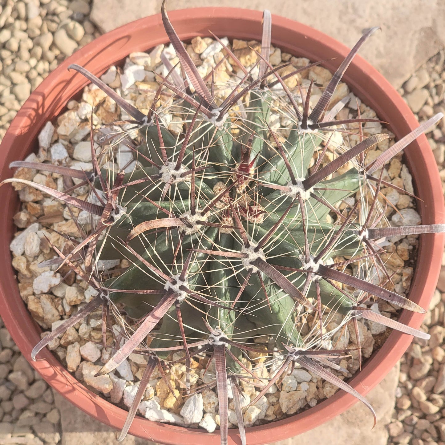 DesertScapeSucculent Succulent Ferocactus gracilis 'Fire Barrel Cactus'