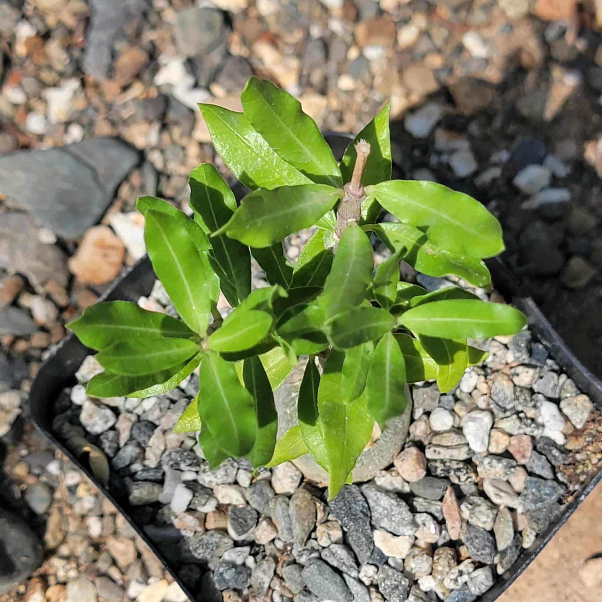 Fockea edulis crispa - 4.5 Inch - Succulent - DesertScapeSucculent