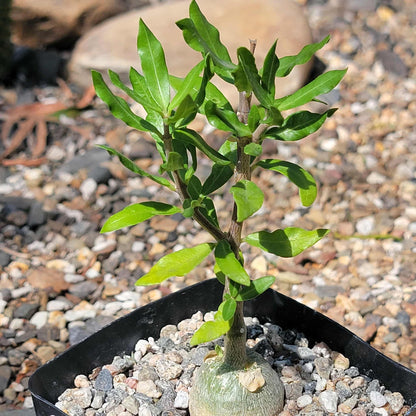 Fockea edulis crispa - 4.5 Inch - Succulent - DesertScapeSucculent
