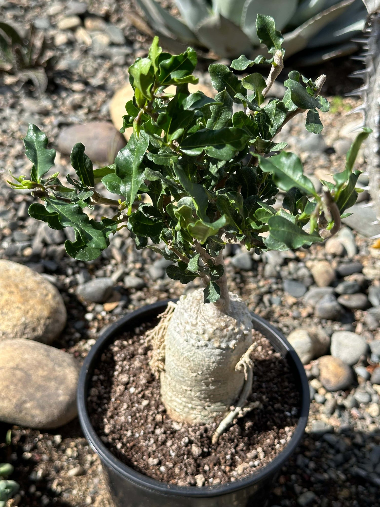 DesertScapeSucculent Succulent 1 Gal Assorted Fockea edulis crispa