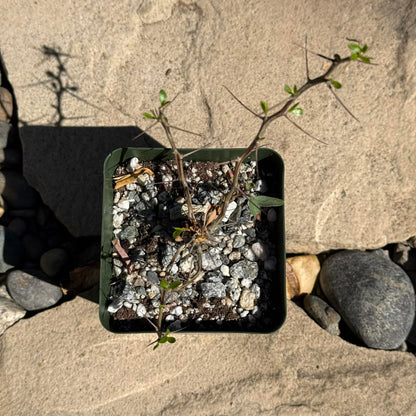 DesertScapeSucculent Succulent 4 Inch Fouquieria columnaris 'Boojum Tree'