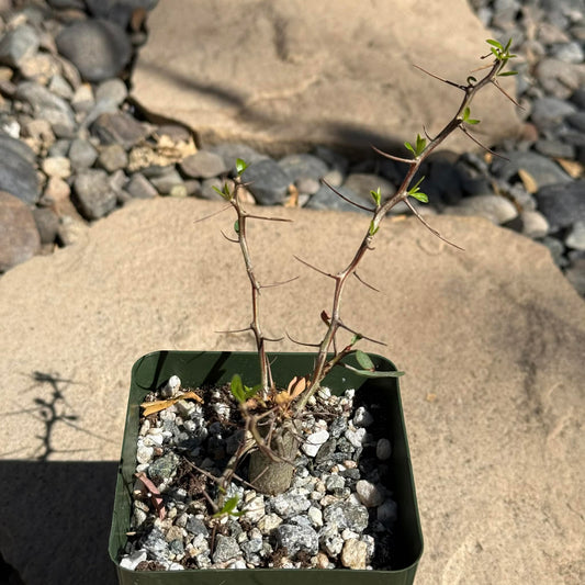 DesertScapeSucculent Succulent 4 Inch Fouquieria columnaris 'Boojum Tree'