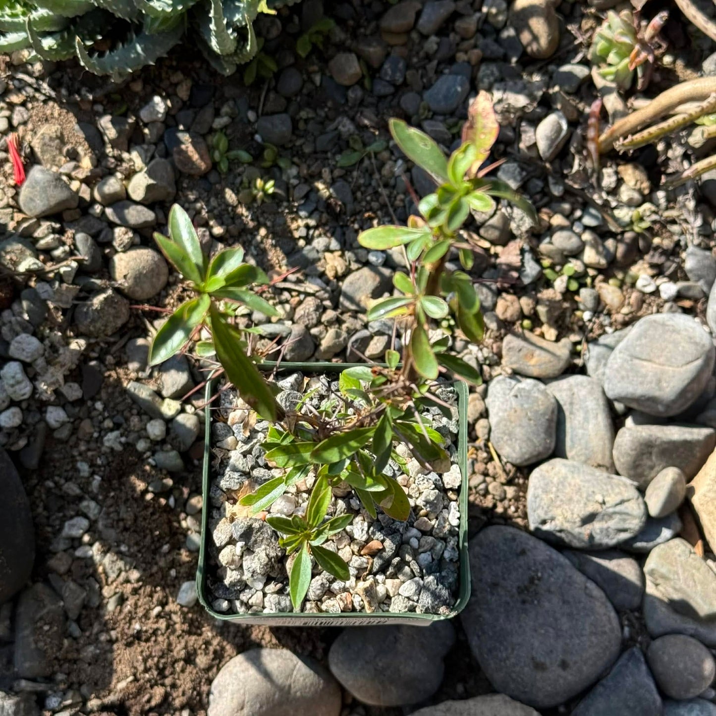 DesertScapeSucculent Succulent 4 Inch Fouquieria macdougalii 'Mexican Tree Ocotillo'
